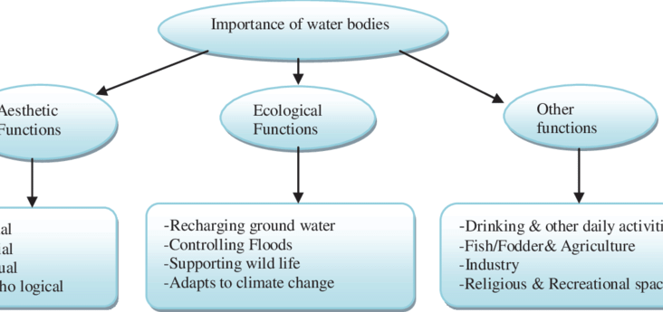 Water in Supporting Essential Body Functions