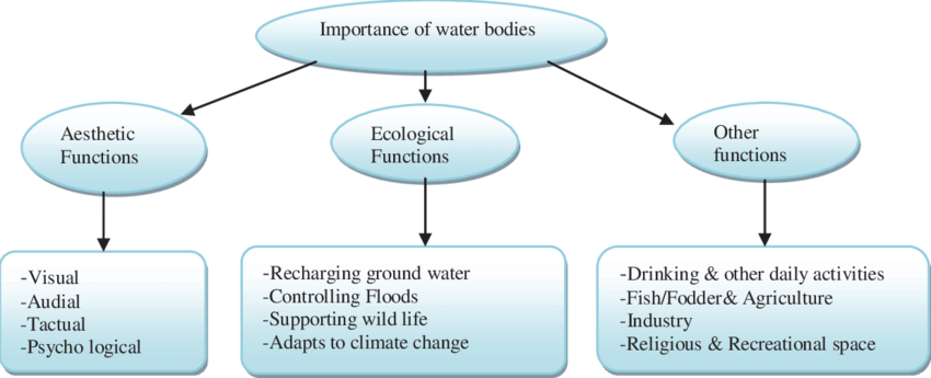 Water in Supporting Essential Body Functions